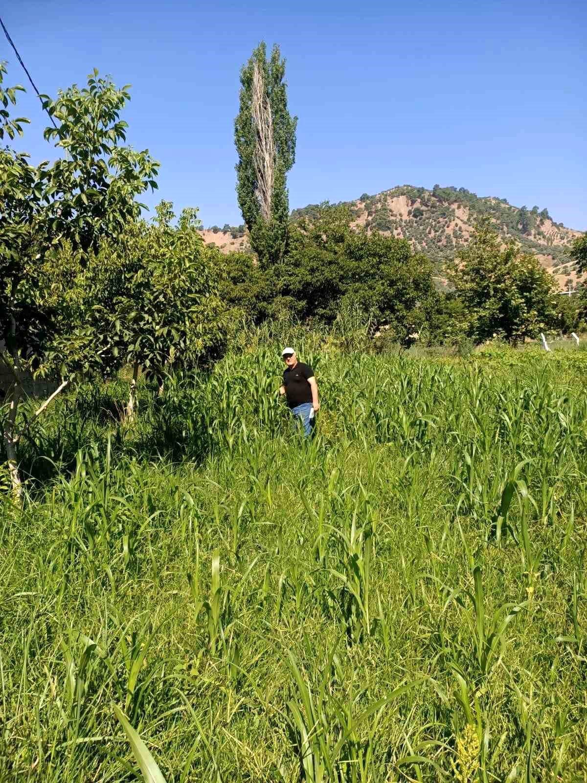 Aydın\'da Sorgum Bitkisi Yaygınlaşıyor