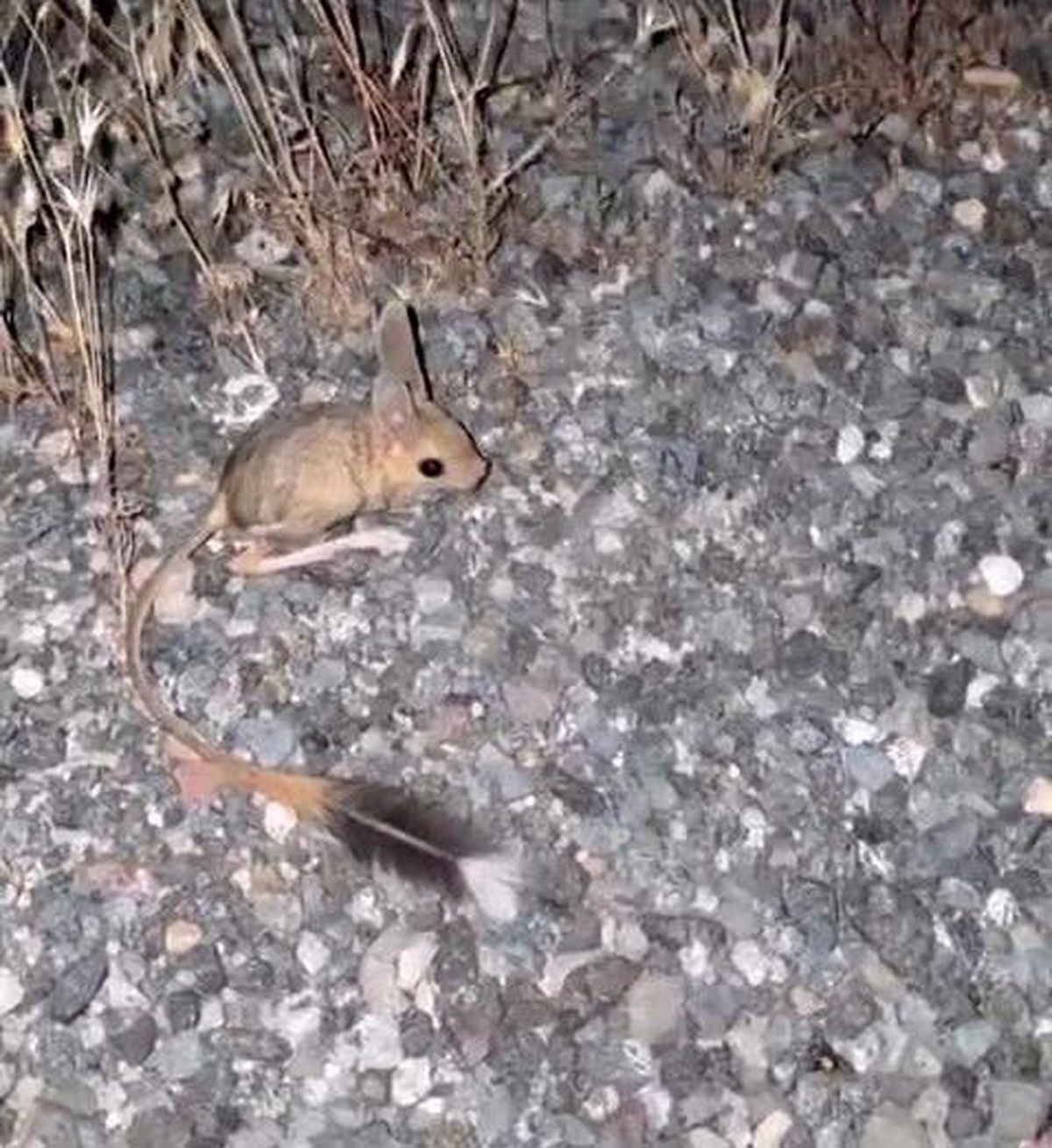 Elazığ\'da Nesli Tehdit Altında Arap Tavşanı Görüntülendi
