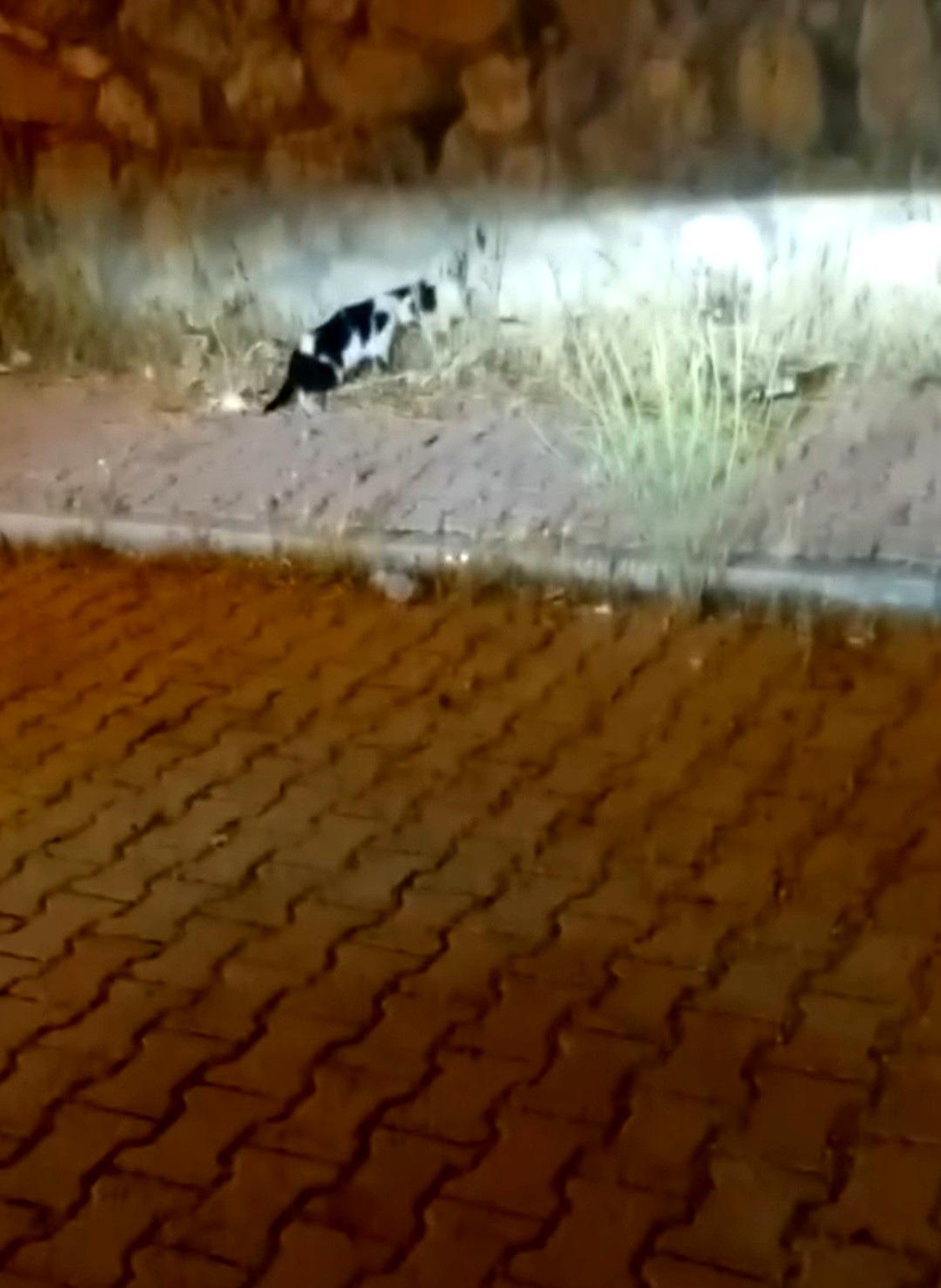 Elazığ\'da Kedi ve Yılanın Mücadelesi
