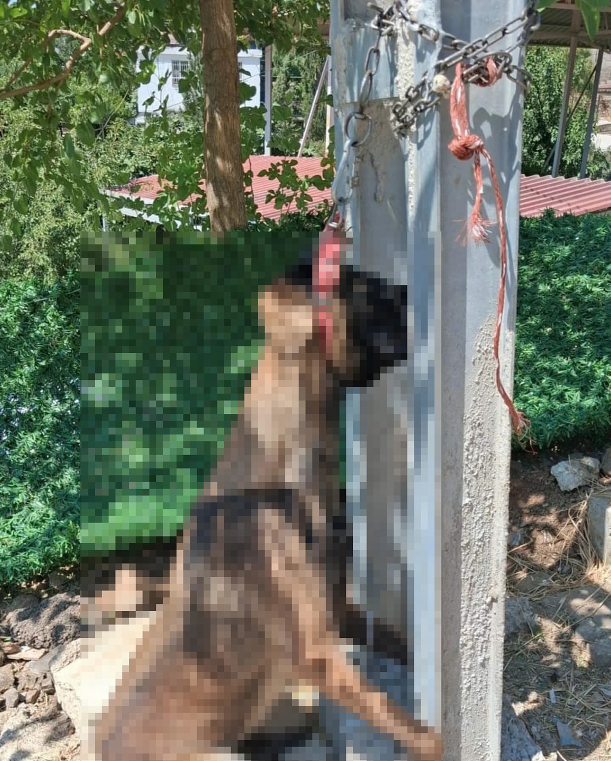 Evin avlusundan çalınan köpek, elektrik direğinde asılı halde ölü bulundu