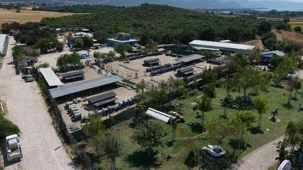 TERK EDİLMİŞ CİNS KÖPEKLERE YUVA ARANIYOR