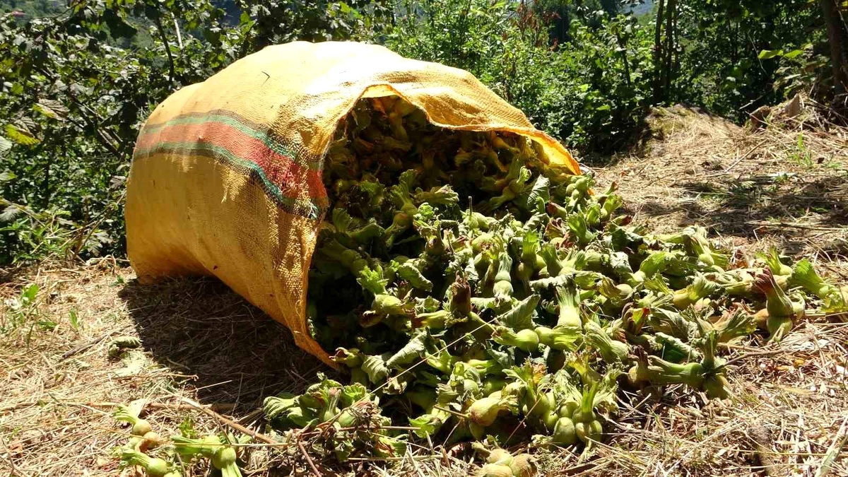 Giresun\'da Fındık Hasadı Ücretleri Belirlendi