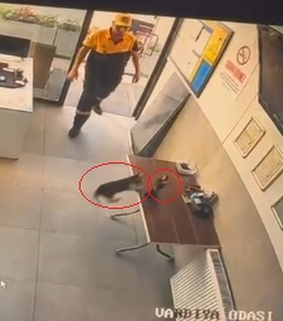 Kedinin Saldırdığı Kargayı Görevli Kurtardı