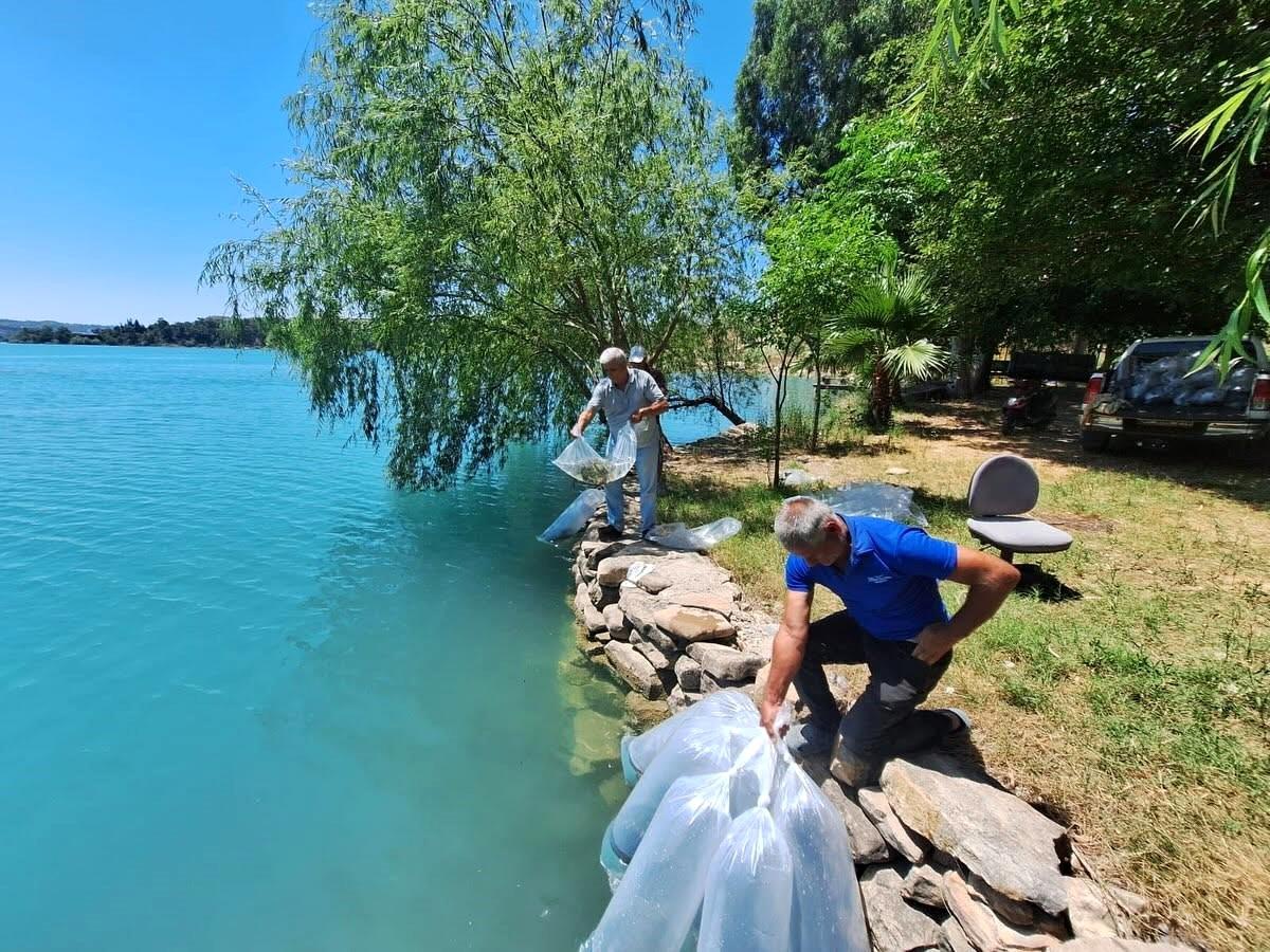 Manavgat\'ta 400 Bin Sazan Yavrusu Bırakıldı