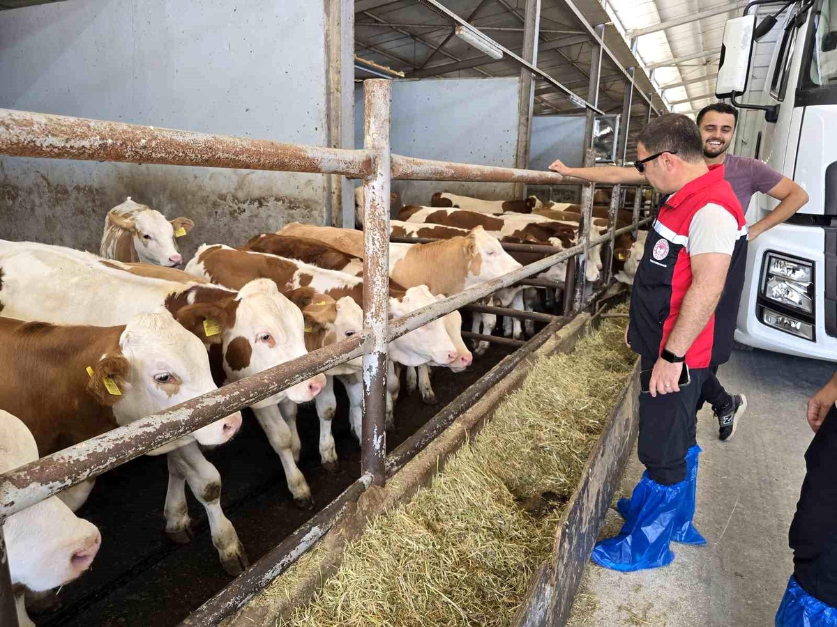 Orhaneli\'de Hayvan Yetiştiriciliği Kontrolü