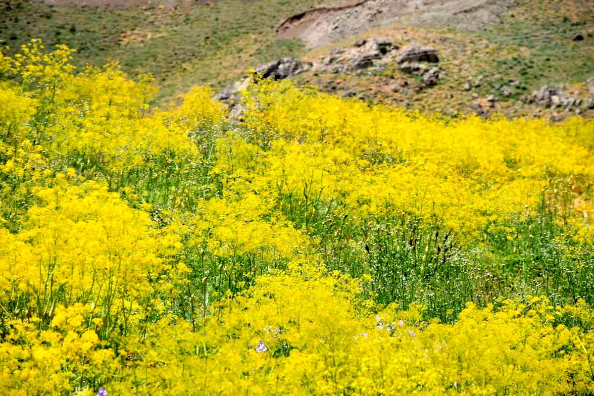 Şırnak Yaylaları Sarıya Büründü