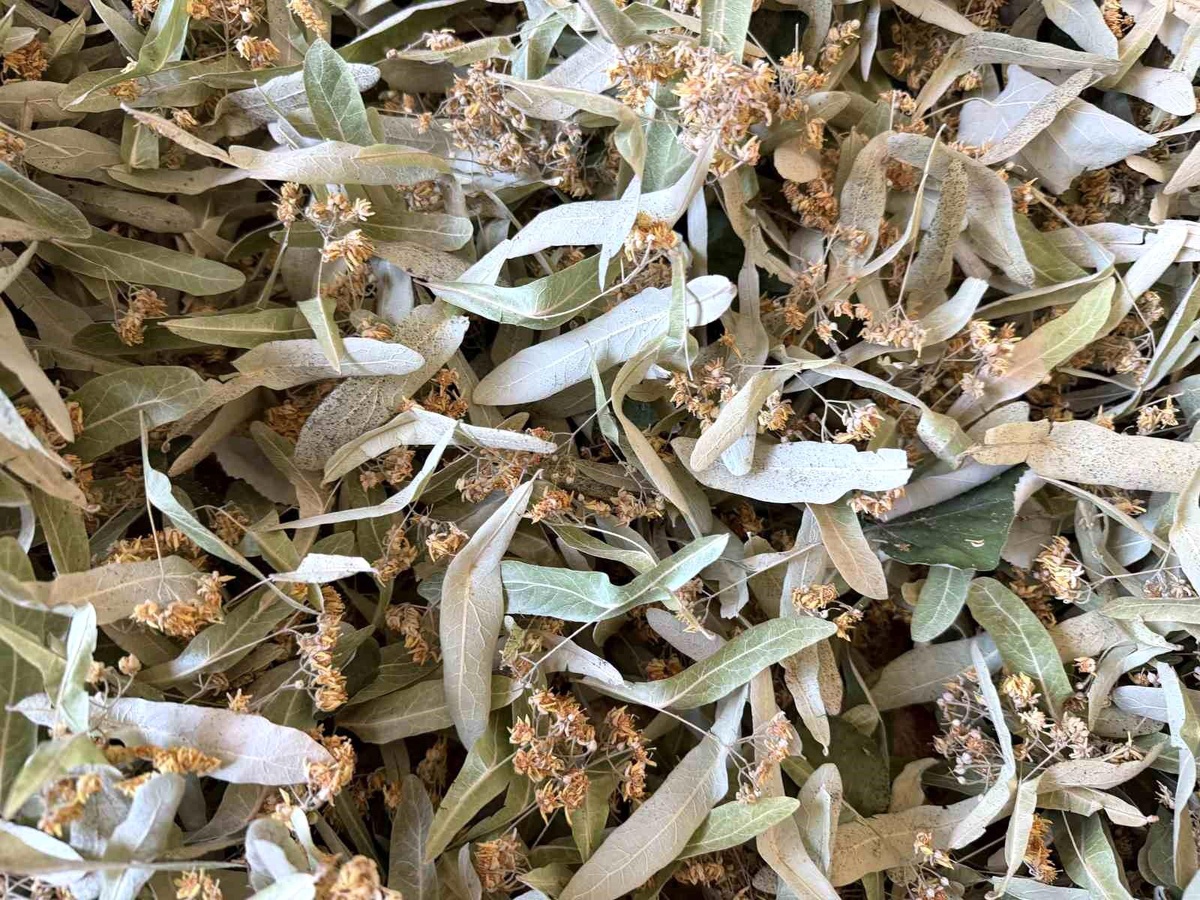 Yalova ıhlamuruna Türkiye\'nin dört bir yanından talep