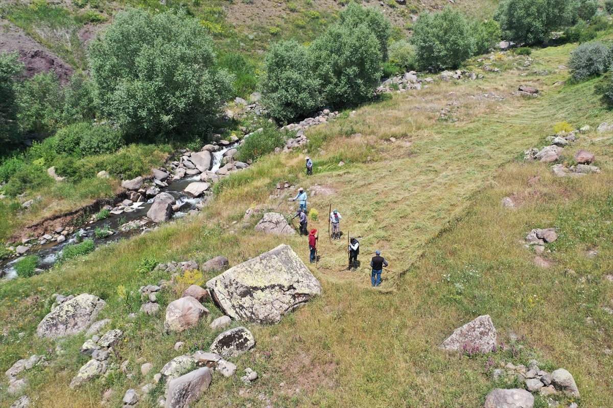 Çiftçiler Kış İçin Tırpanla Ot Biçiyor