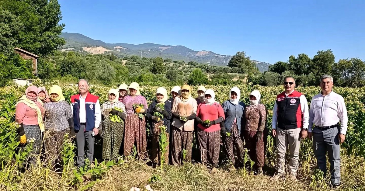 Aydın\'da Tütün Kırımı Başladı