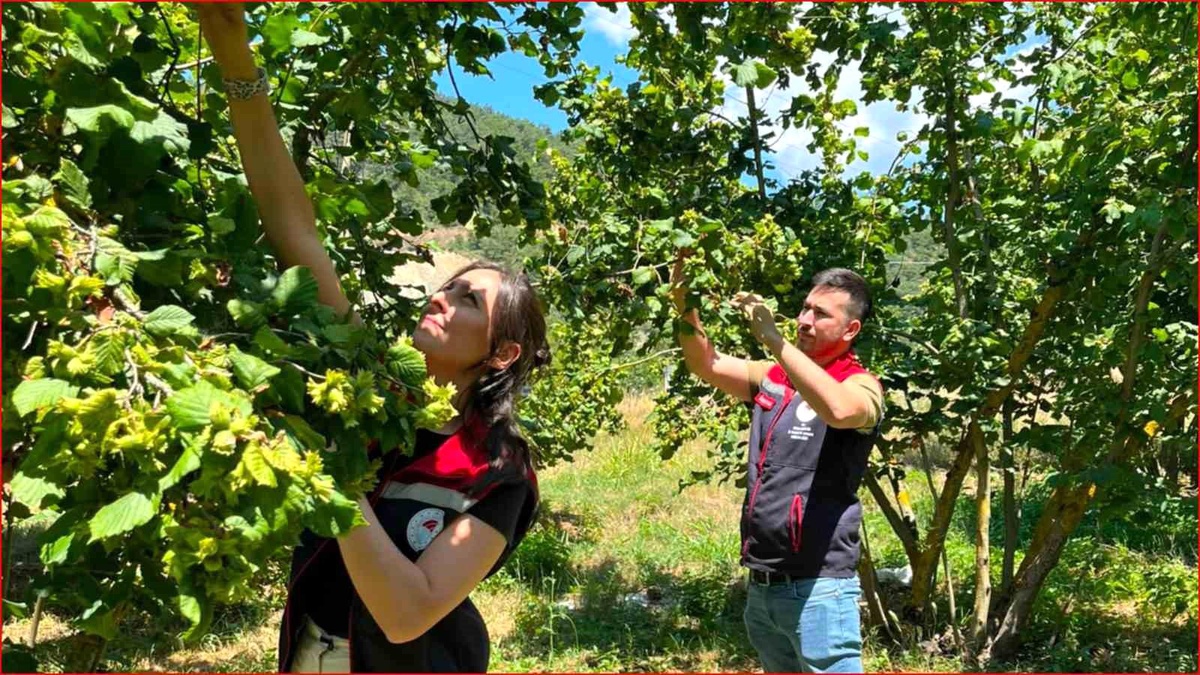 Bolu\'da 2026 Fındık Rekoltesi Belirlendi