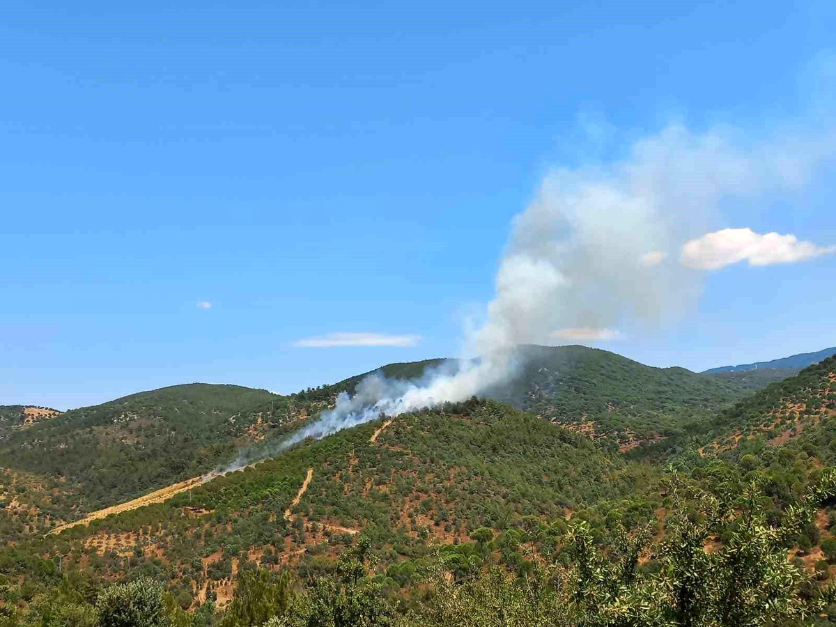 Burhaniye\'de Orman Yangını Kontrol Altında