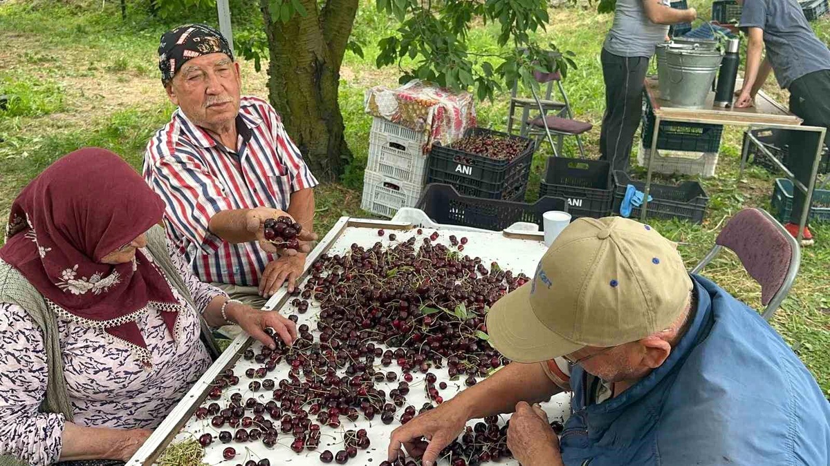 Tarihi Kiraz Rekoltesi, Kaliteyi Düşürdü