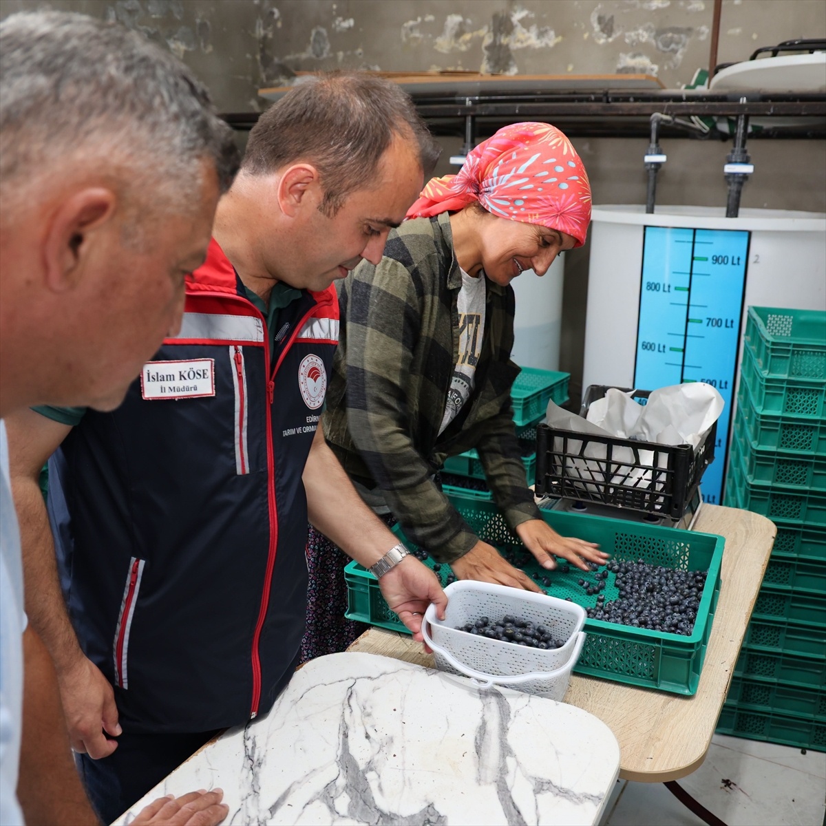 Edirne\'de Yaban Mersini Hasadı Yapıldı