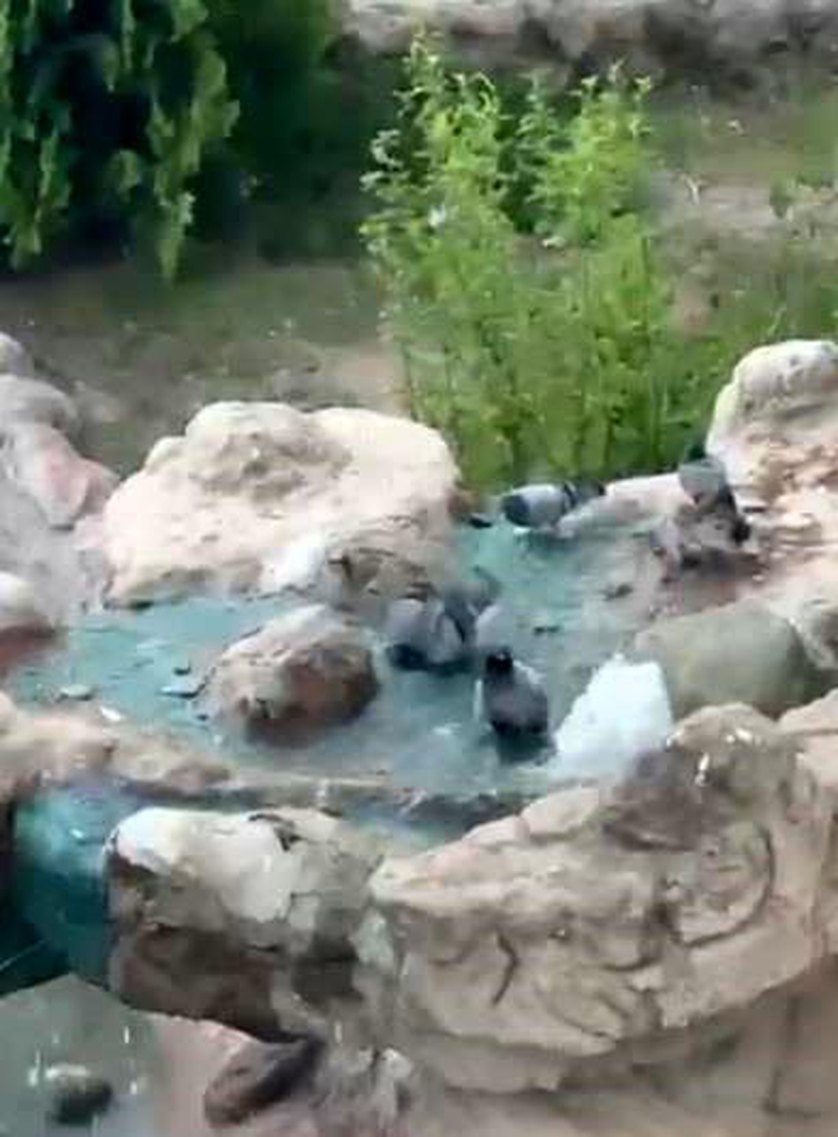 Güvercinler Sıcaktan Kaçış Yolu Buldu