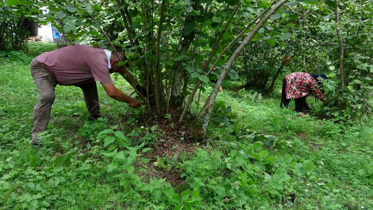 Giresun\'da Fındık Hasadı Hazırlıkları Başladı