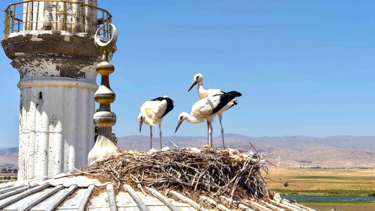 Yavru Leylekler Göç İçin Uçuş Antrenmanlarına Başladı