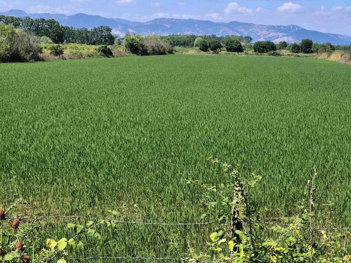 Samsun\'da Planlı Üretim Çalışmaları