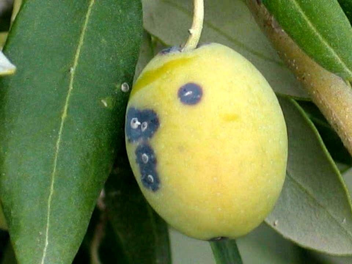 Zeytin Üreticilerine Kabuklubiti Uyarısı