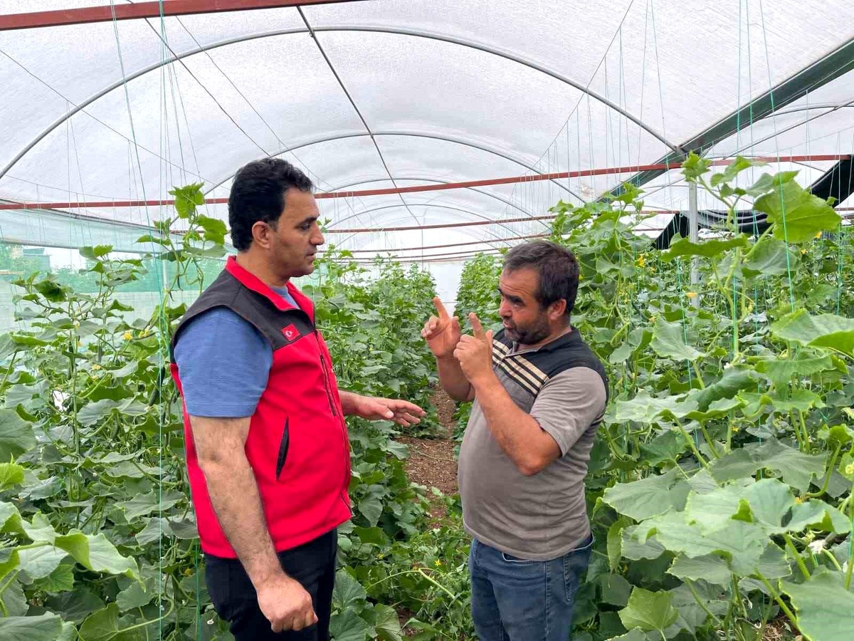 Suruç Ovası\'nda Tarımda Devrim