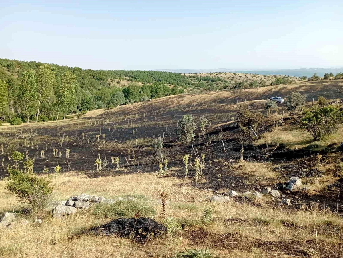 Tokat\'ta Örtü Yangını: 15 Dönüm Zarar Gördü
