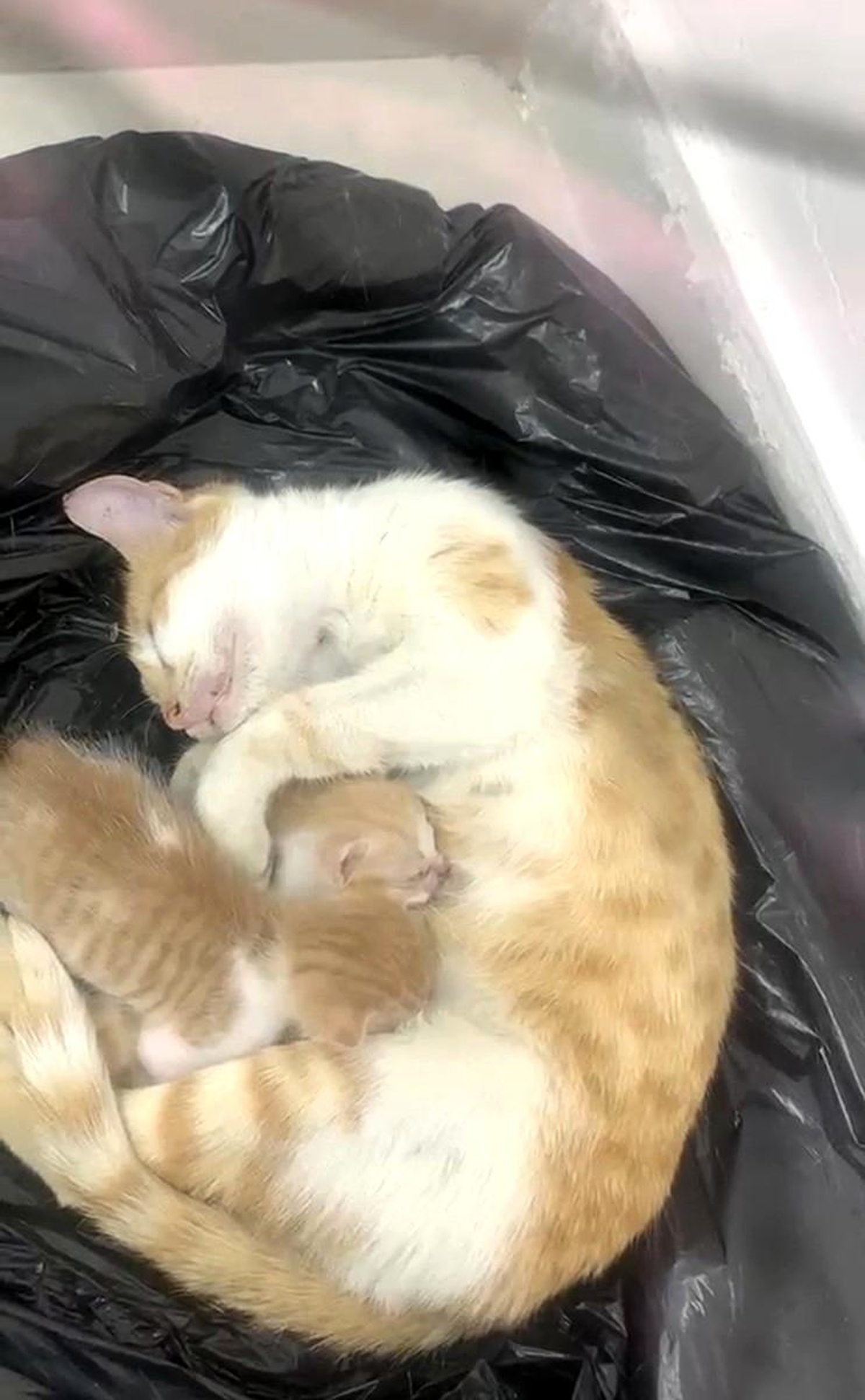 Kedi Ailesi, Sosyal Yardım Vakfı\'na Sığındı