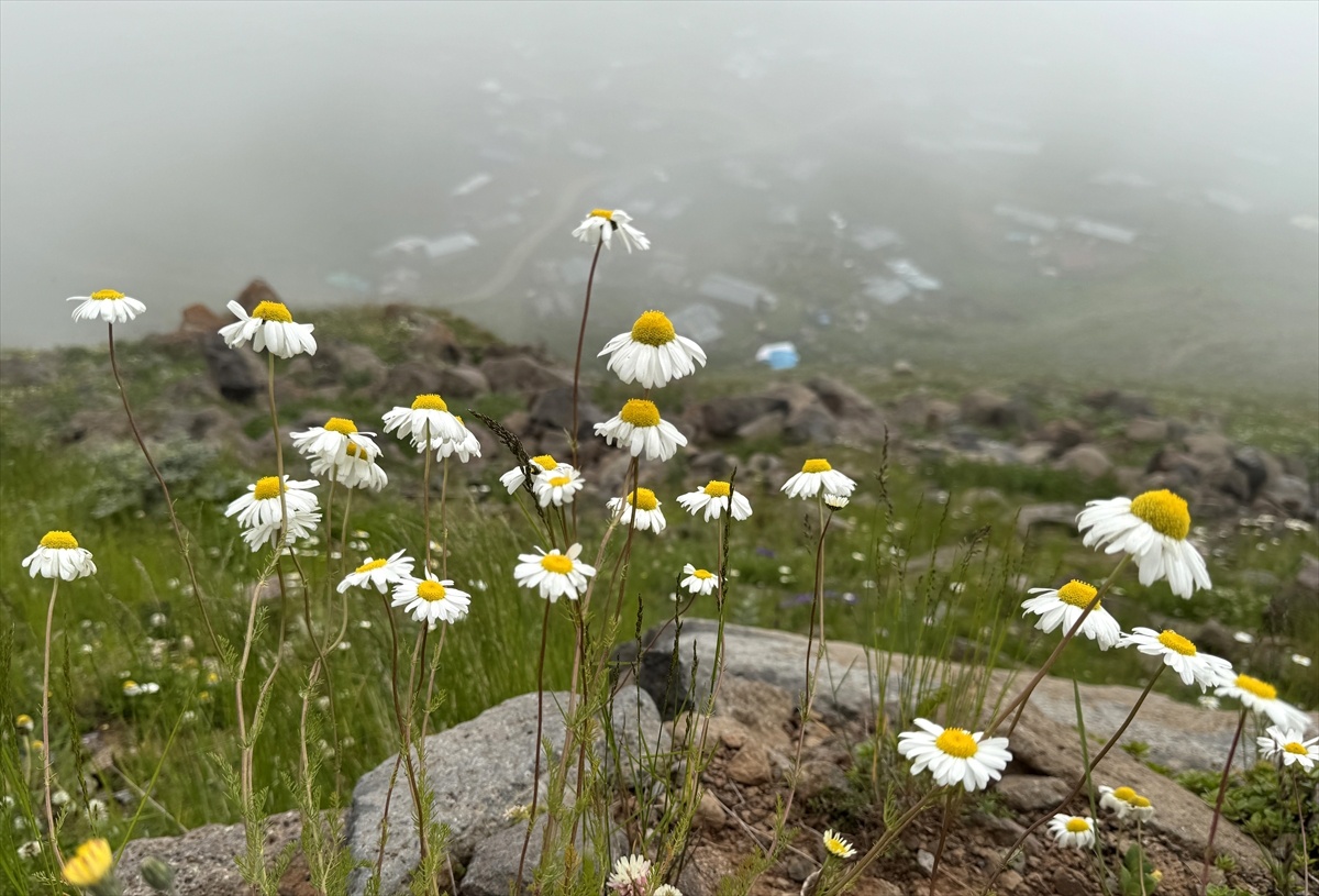 Ardahan ve Artvin\'de Yoğun Sis