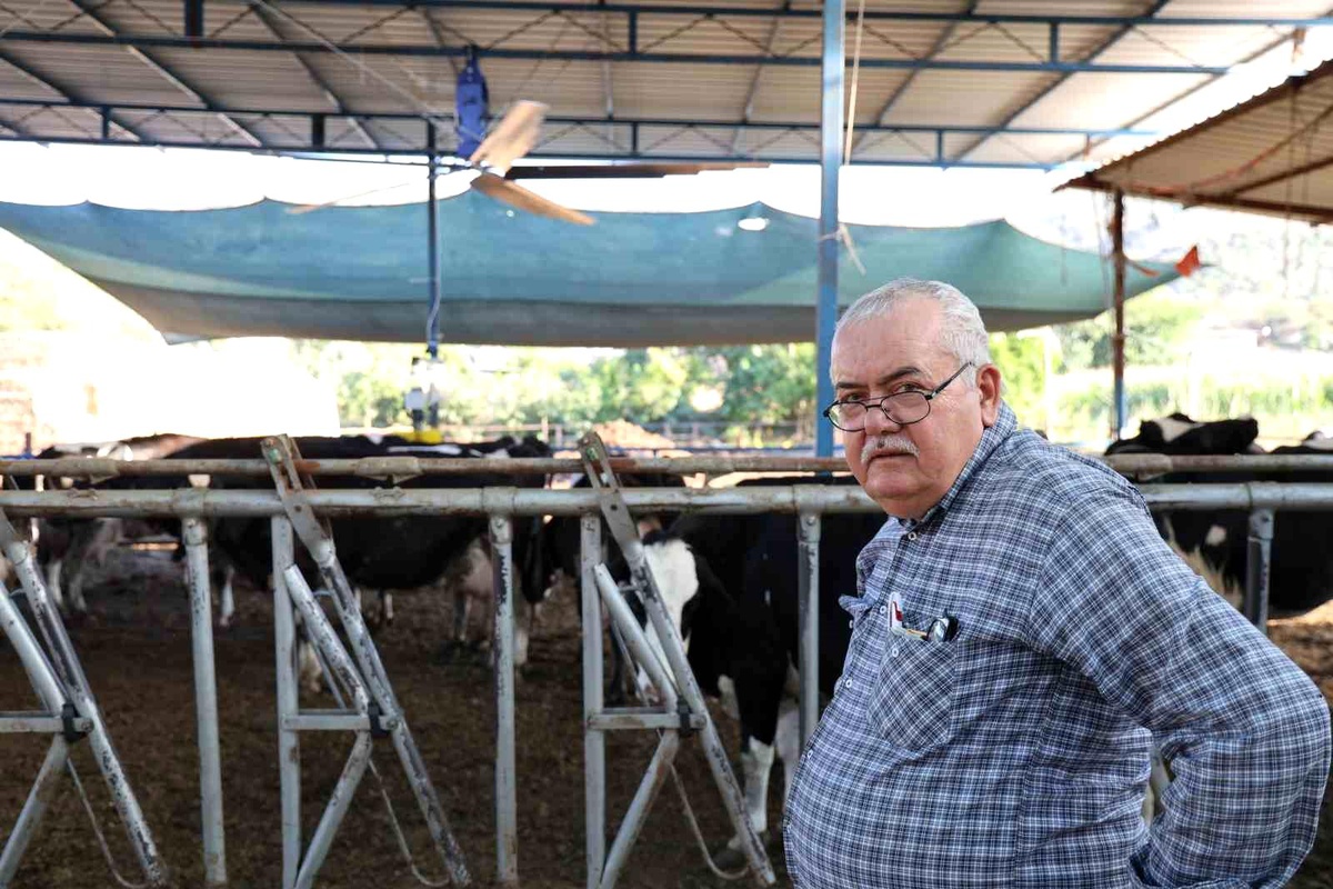 Çöl Sıcakları İnekleri Strese Sokuyor