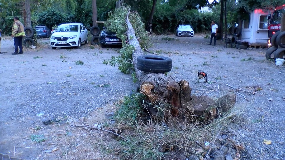 Beykoz\'da Fırtına Fırtına Ağaç Devrildi