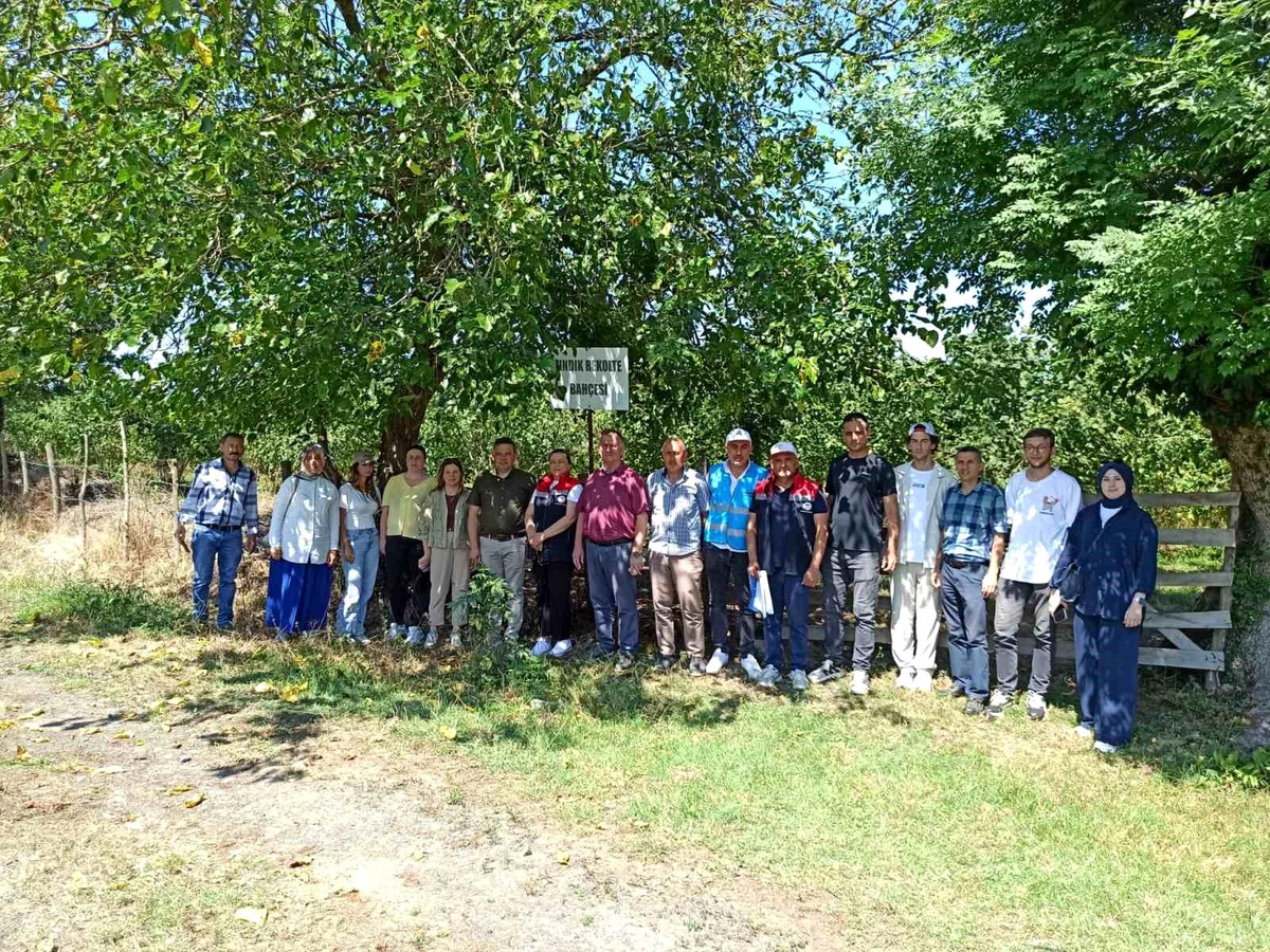 Çarşamba\'da Fındık Rekolte Tespiti Tamamlandı
