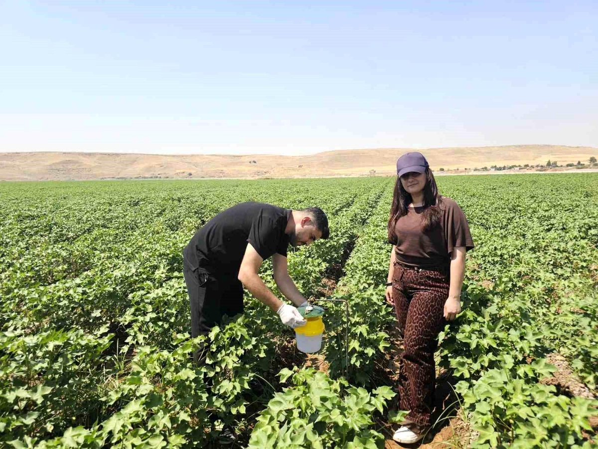 Cizre\'de Pamuk Üretimi İçin Feromon Tuzaklar Kuruldu