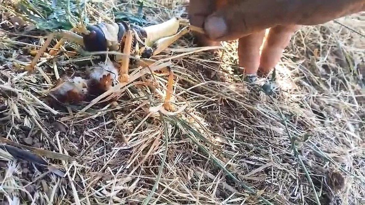 Elazığ\'da Dev Çekirge Balıkla Beslendi