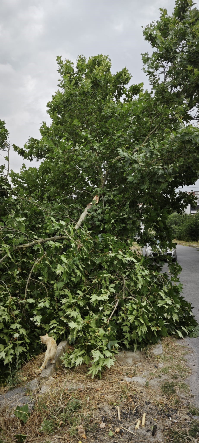 Hava aniden karardı, İstanbul'u fırtına esir aldı: Ağaçlar devrildi, çatılar uçtu
