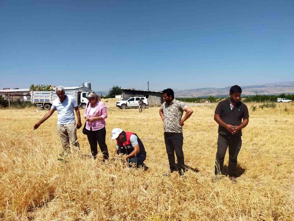 Malatya\'da Nohut Hasadı Başladı
