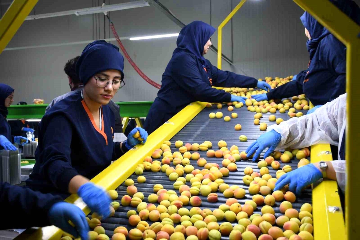Malatya\'da Yaş Kayısı Hasadı ve İhracatı Devam Ediyor