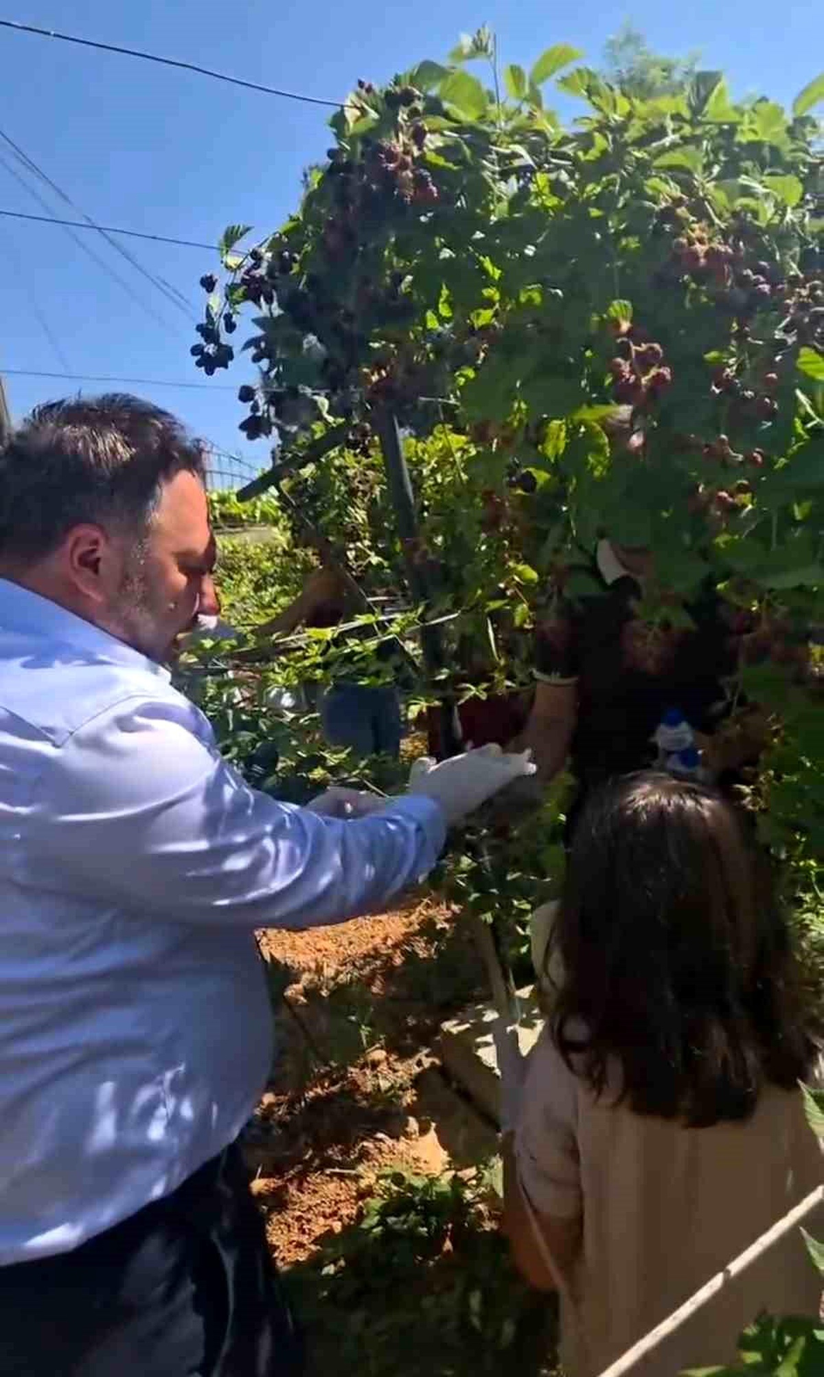 Siirt'te Böğürtlen Şenliği