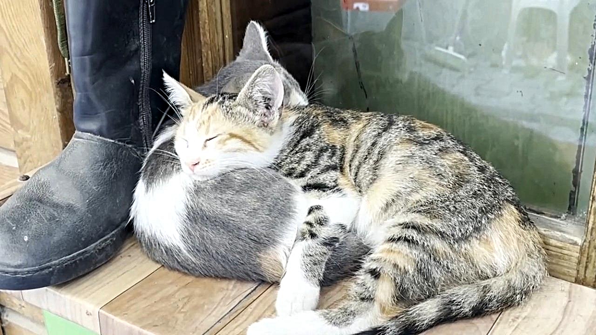 Serin Köşede İki Kedi Uyuyor