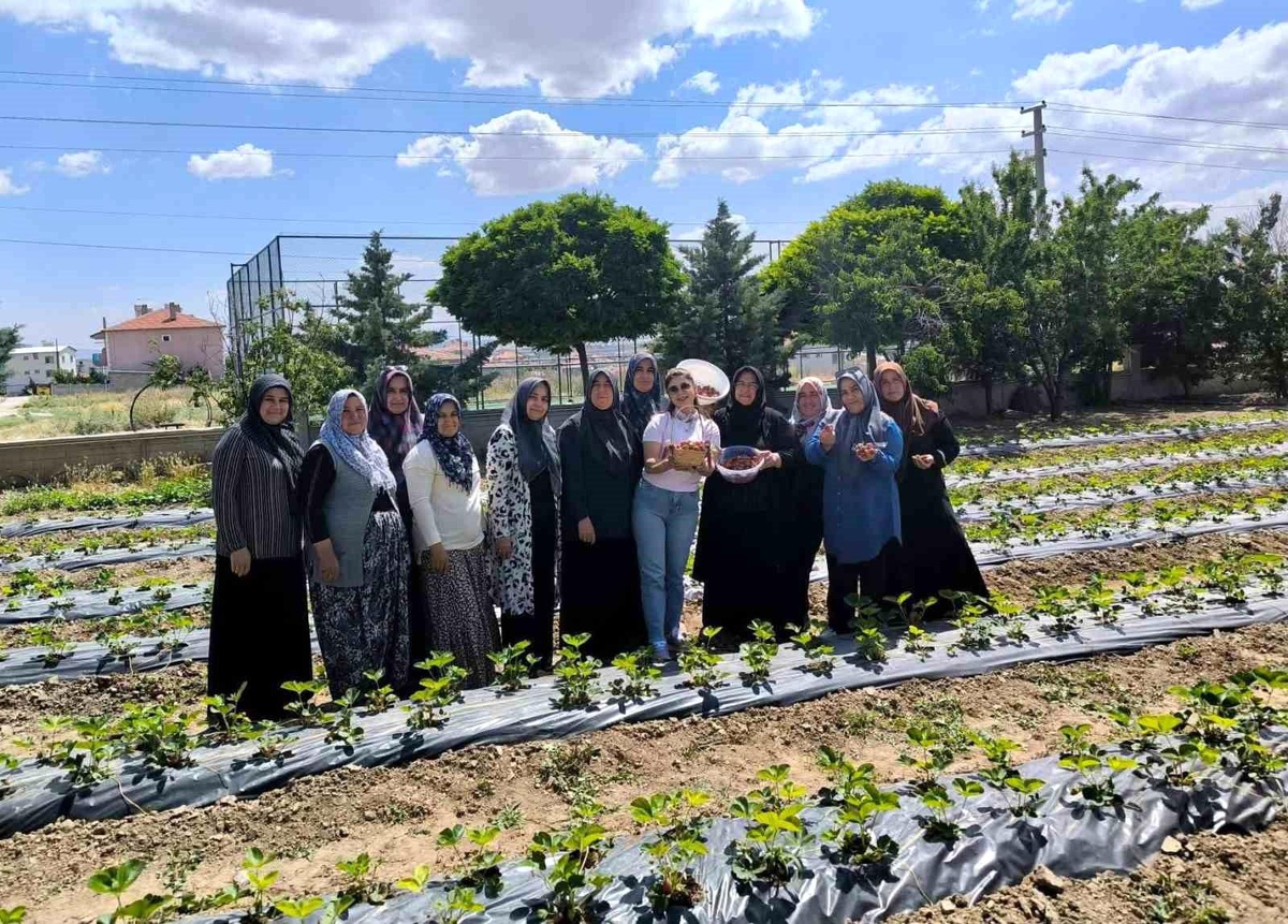 İscehisar\'da Çilek Hasadı Heyecanı