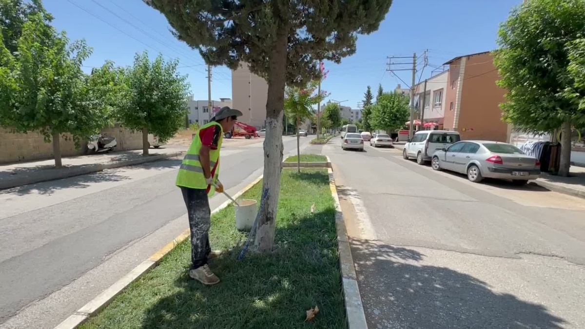 Adıyaman belediyesi\'nden ağaçlara “beyaz” koruma