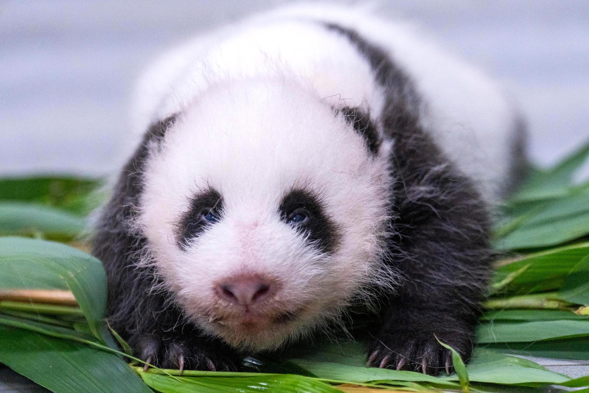 Güney Kore\'de Panda Yavrusu Doğdu