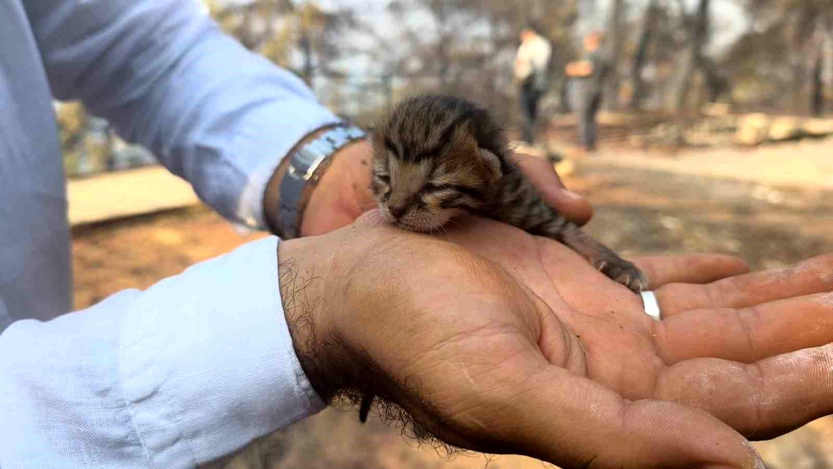 Fethiye\'de Yavru Kedi Yangından Kurtarıldı