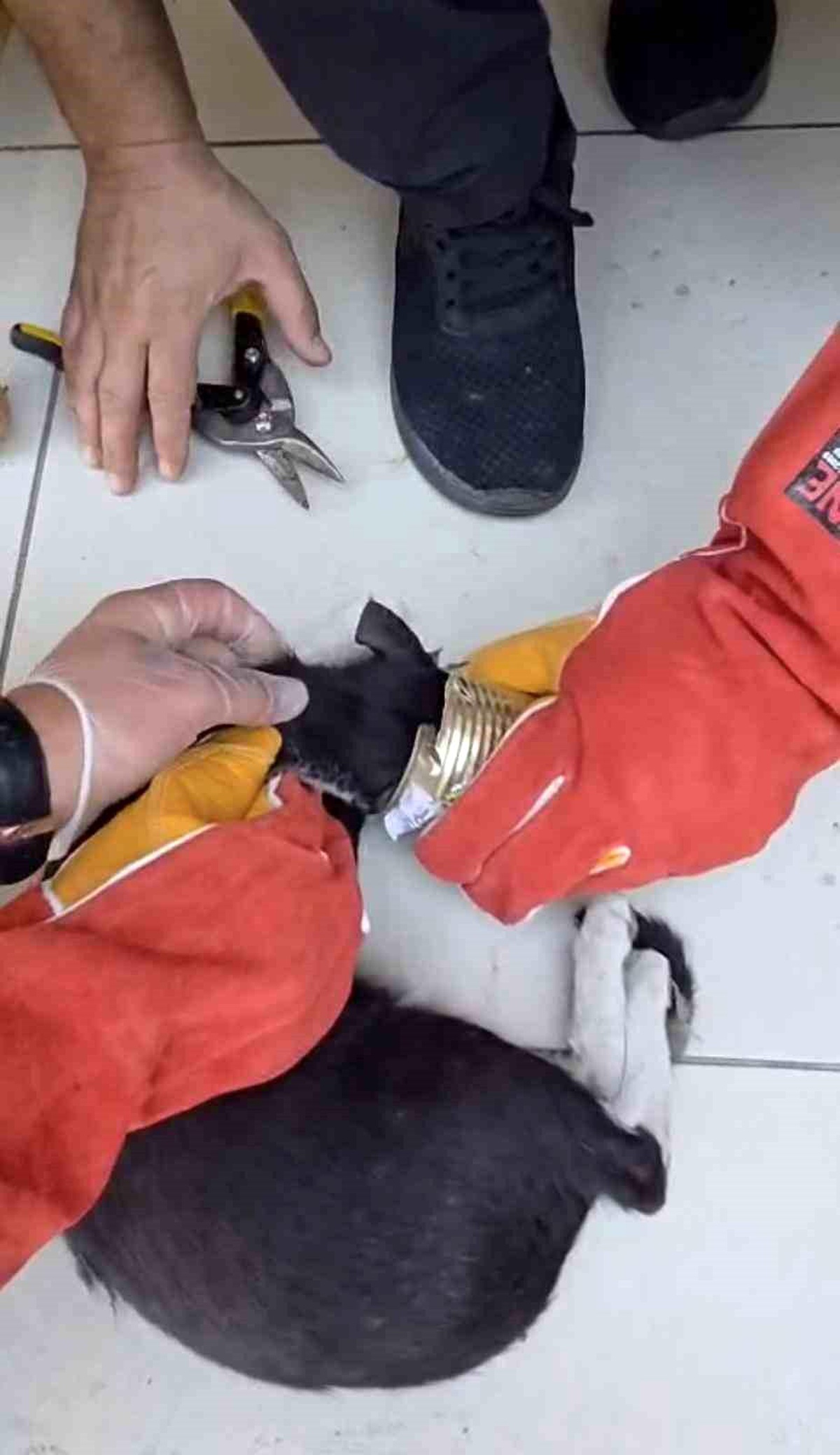 Batman\'da yaramaz kedi kafasını tenekeye sıkıştırdı, itfaiye kurtardı