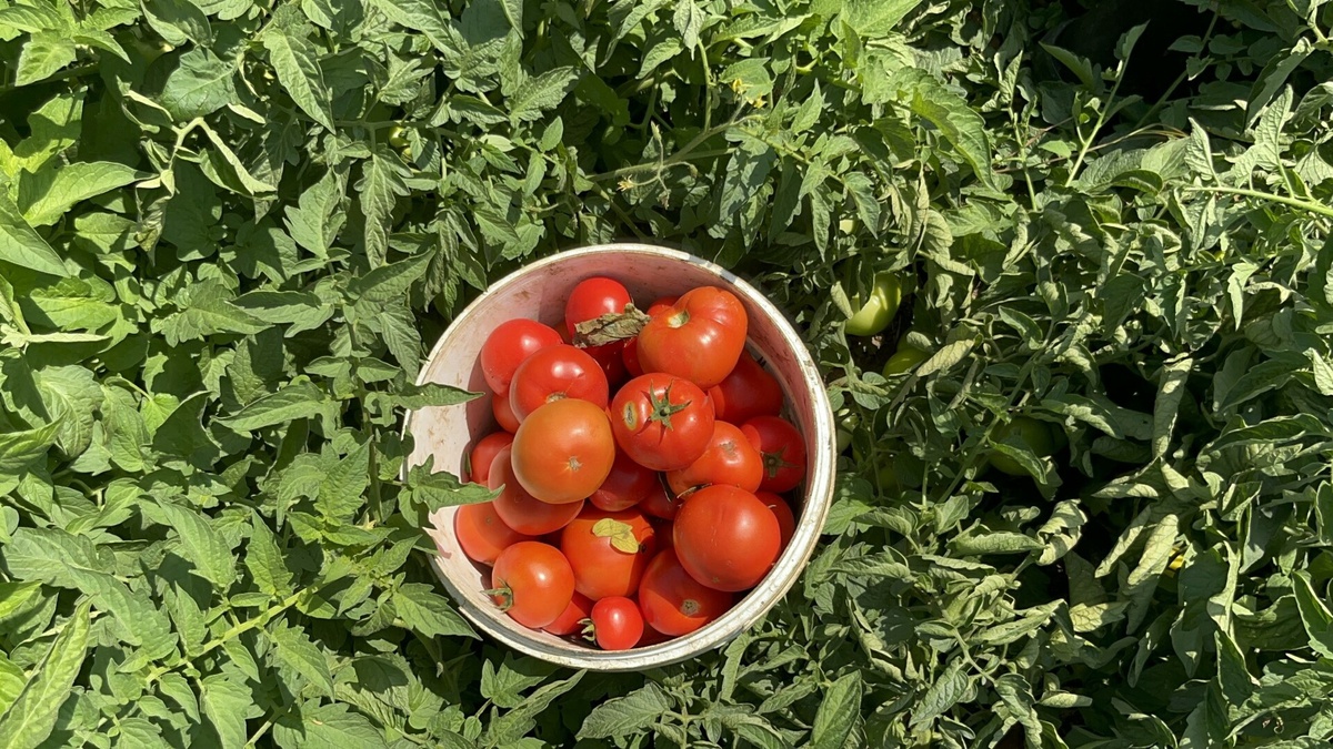 Çanakkale Domatesinde Erken Hasat Başladı