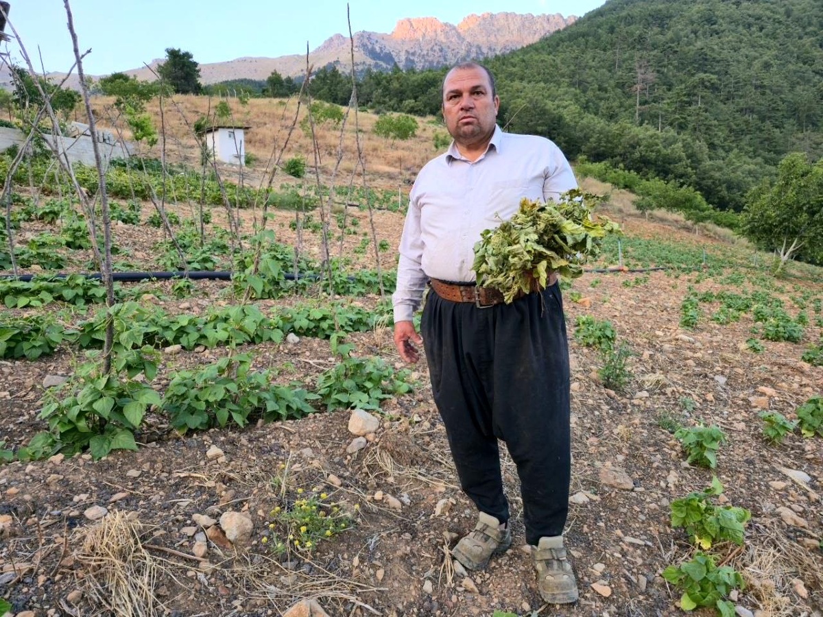 Adana\'da Çekirge Krizi