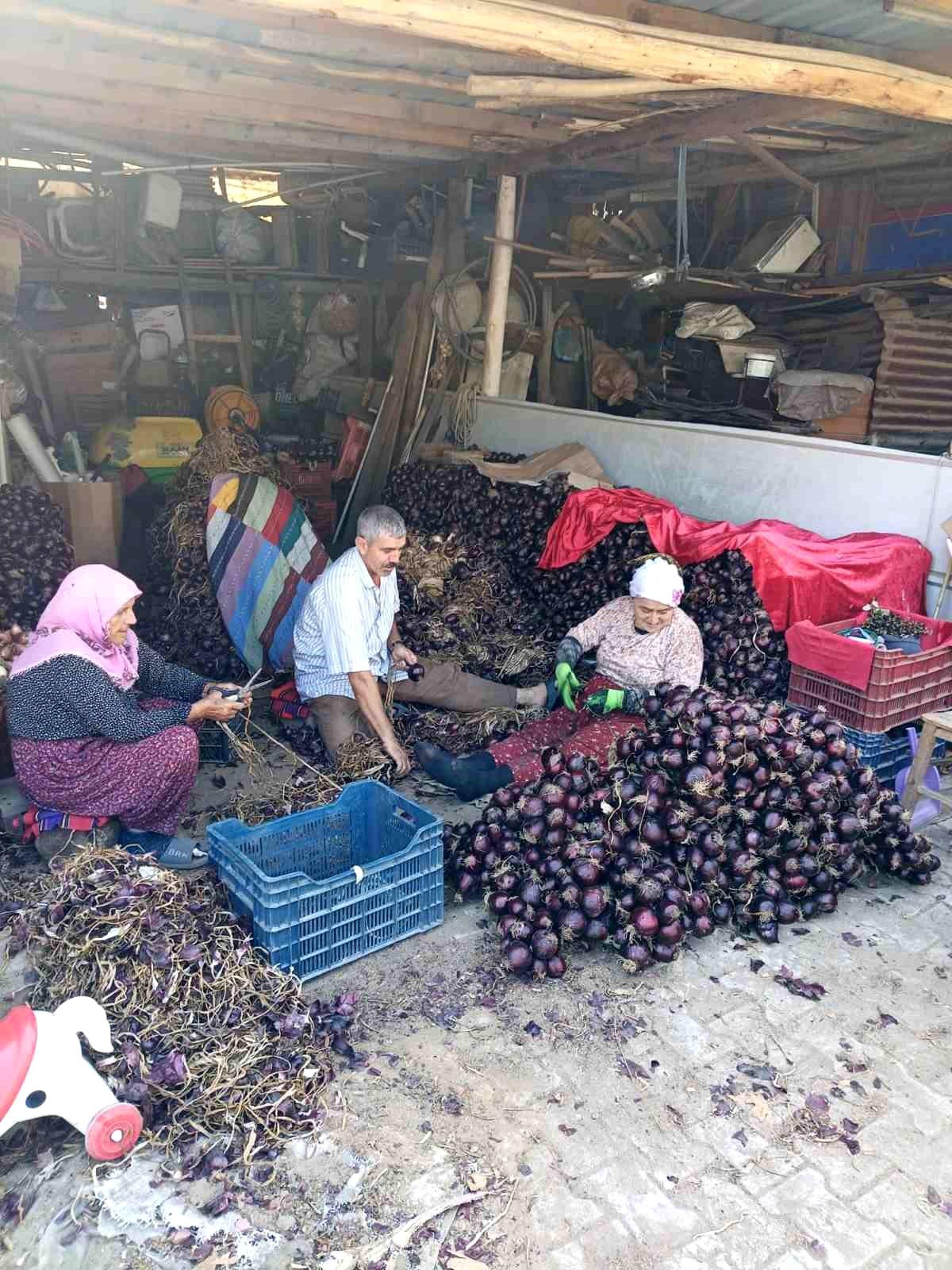 Kapıdağ Mor Soğanında Hasat Tamamlandı