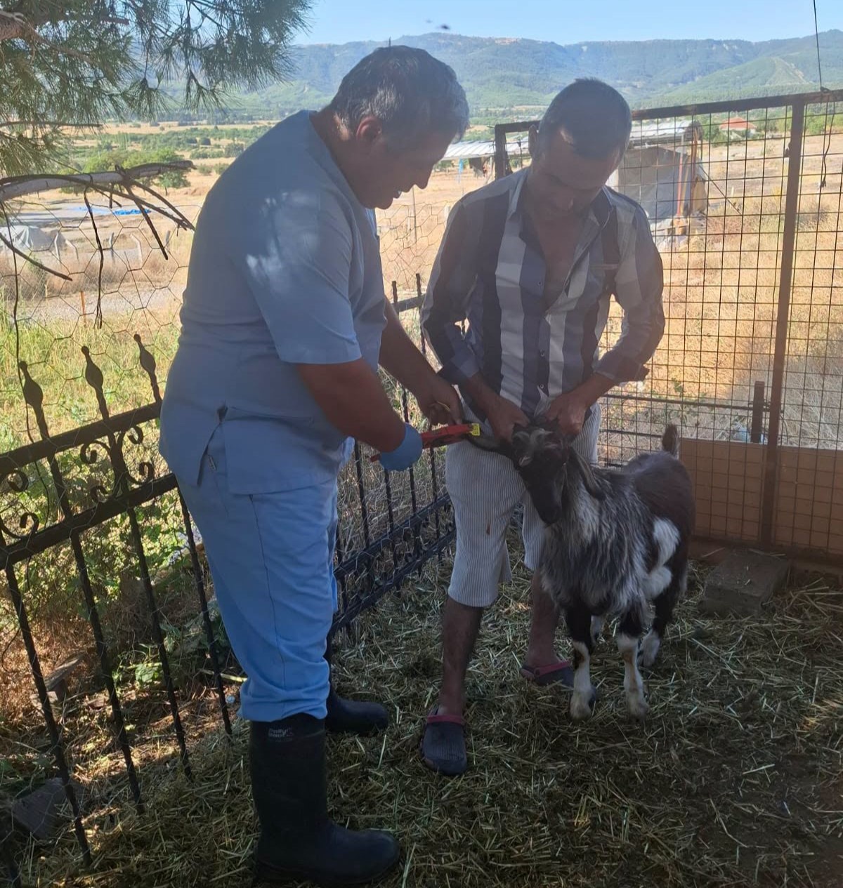 Denizli’de Küçükbaş Hayvan Aşılama Çalışmaları Devam Ediyor
