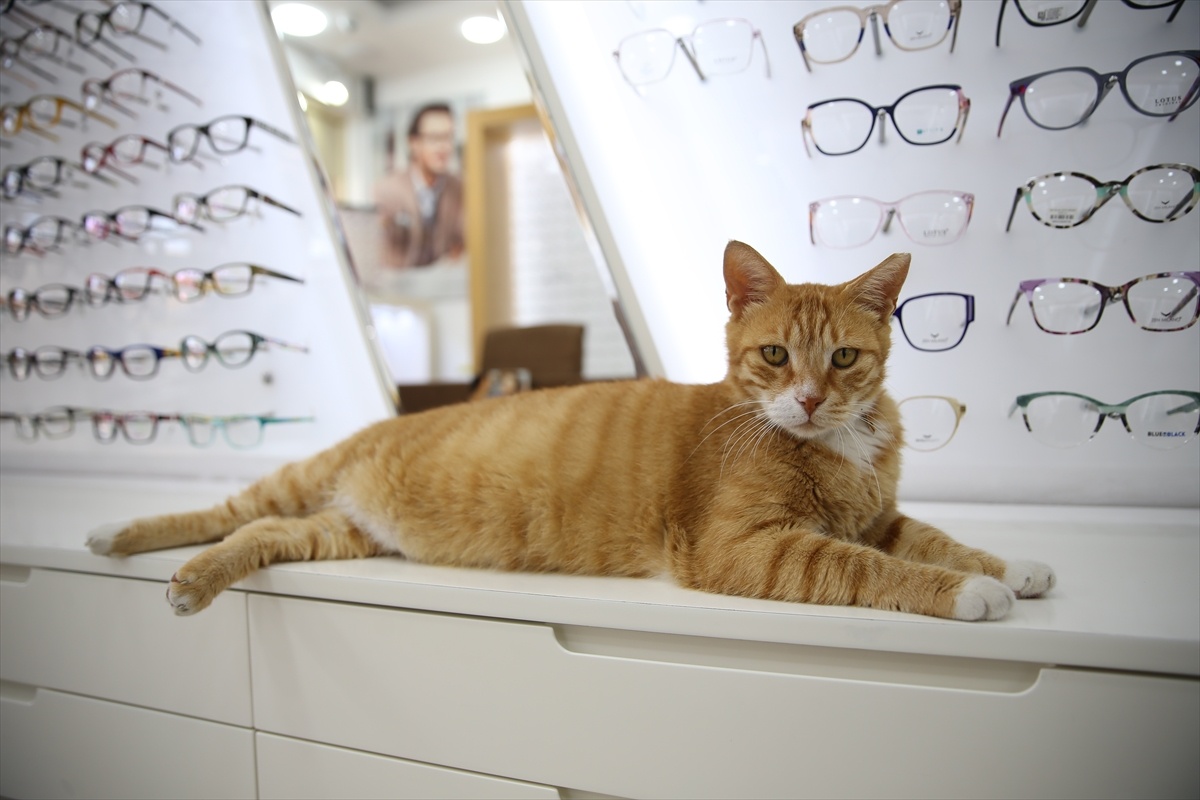Kedi Sevgisiyle Güvenli Alan Yaratıyor
