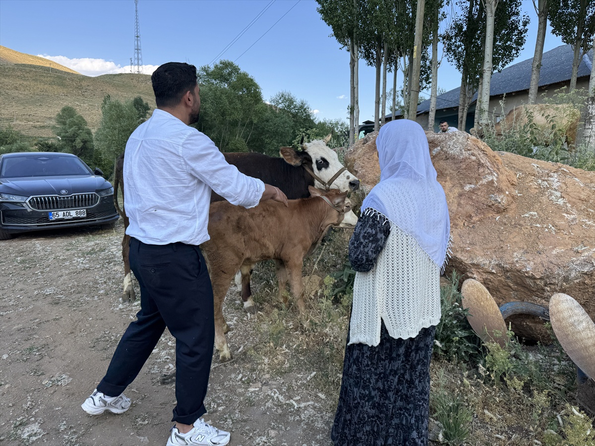 Yüksekova\'da ineği ölen 7 çocuk annesine 2 inek ve 2 buzağı hediye
