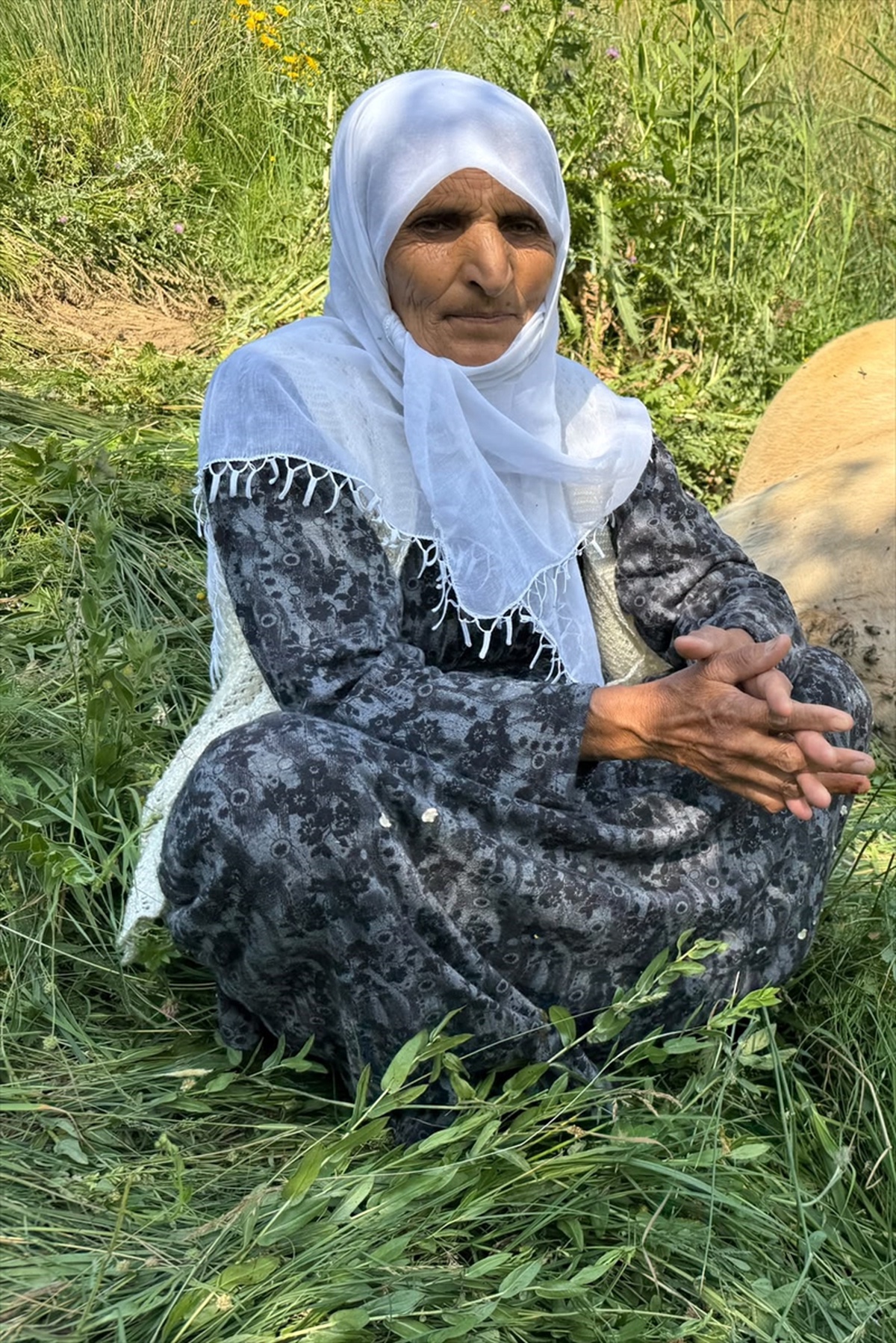 İneği Uçurumdan Düşen Kadının Acısı
