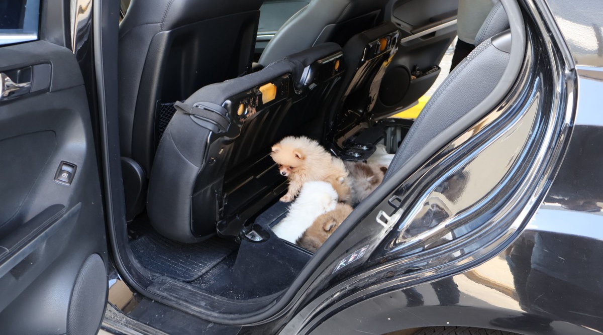 Kapıkule\'de Yasa Dışı 5 Pomeranian Köpek Ele Geçirildi