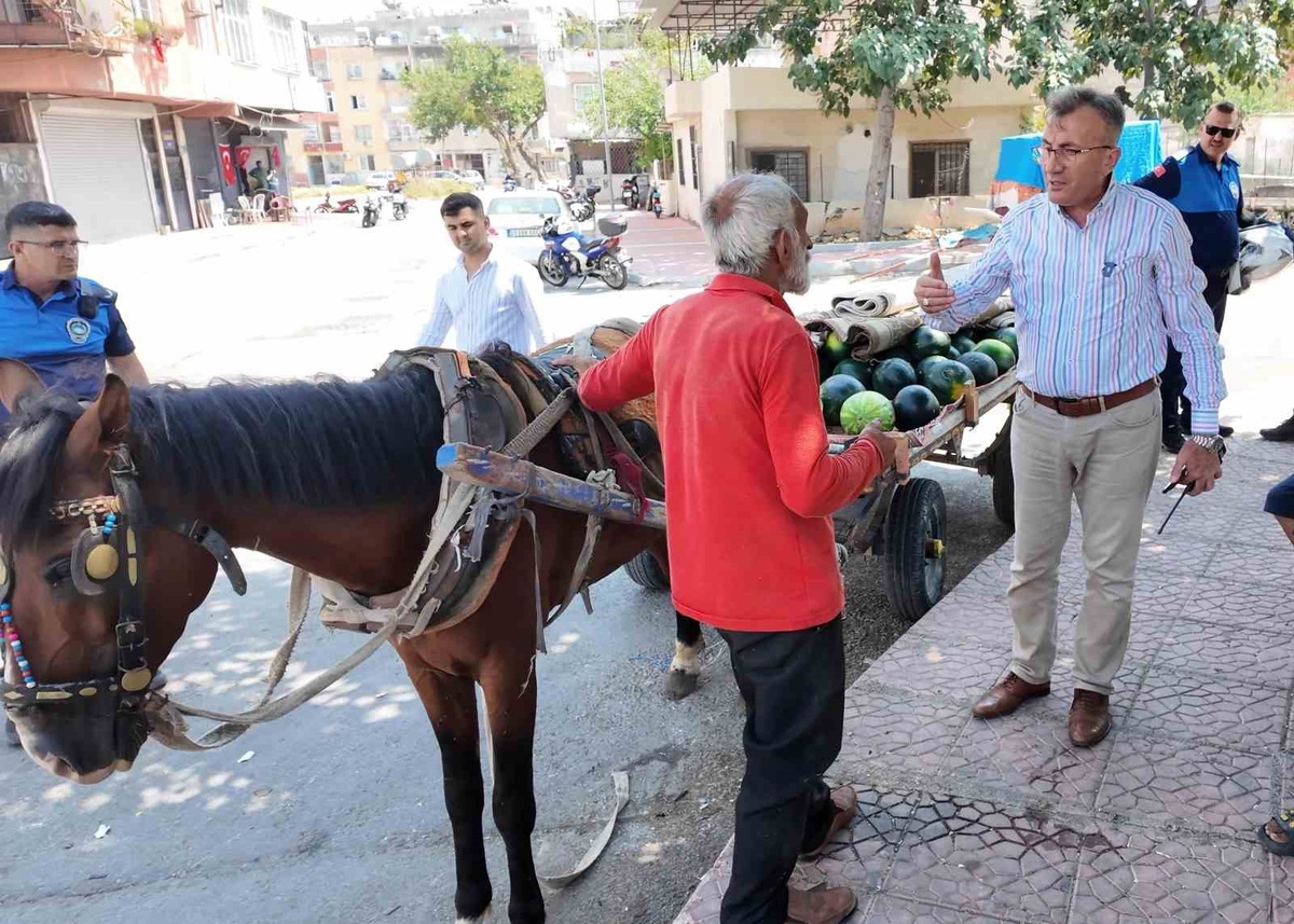 Mersin’de bitkin düşen at yeni yuvasına kavuştu